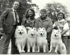 Four Samoyeds at a Show