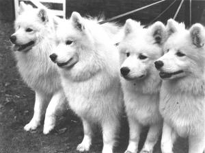4 Samoyed Champions