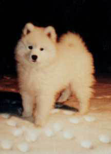 Samoyed Puppies