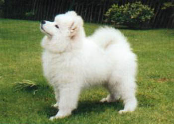Samoyed Puppies