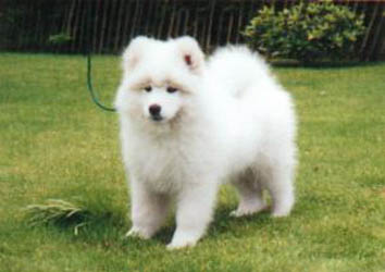 Samoyed Puppies
