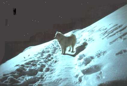 "The Samoyed in It's Element"